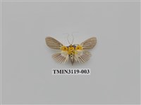 藏品(螟蛾223)的圖片